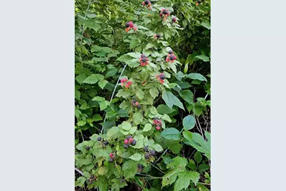 206 Church Street, Merrimac, WI 53561 - Photo 45