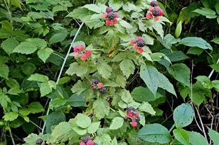 206 Church St, Merrimac, WI 53561 - Photo 45