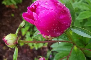 5421 Trempealeau Trail, Madison, WI 53705 - Photo 53