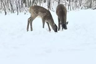 262 Ba-Wood Ln, Janesville, WI 53545 - Photo 27