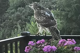 5038 Congressional Hill, Middleton, WI 53597 - Photo 83