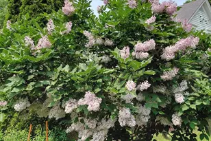 1106 Madison St, Sauk City, WI 53583 - Photo 77