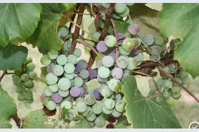 15428 Hazelgreen Road, Tomah, WI 54660 - Photo 37