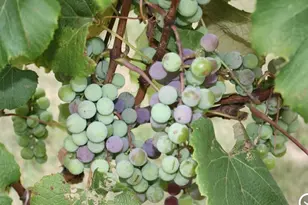 15428 Hazelgreen Rd, Tomah, WI 54660 - Photo 37