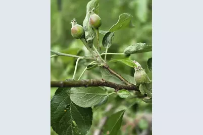 213 Highland Street, Mount Horeb, WI 53572 - Photo 69