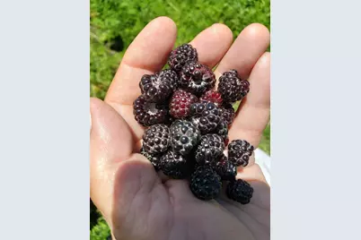 L2 N Hay Hollow Road, Blanchardville, WI 53516 - Photo 17