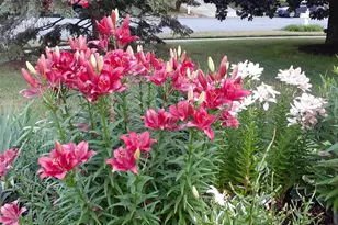 1703 Cumberland Ct, Waunakee, WI 53597 - Photo 47