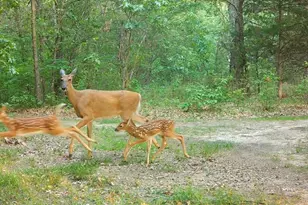 N4076 &amp N4084 10th Dr, Montello, WI 53949 - Photo 87
