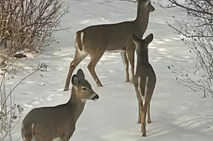 2638 Sweet Sparrow Pl, Sun Prairie, WI 53590 - Photo 41