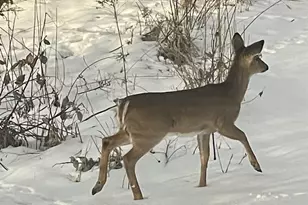 2638 Sweet Sparrow Pl, Sun Prairie, WI 53590 - Photo 65