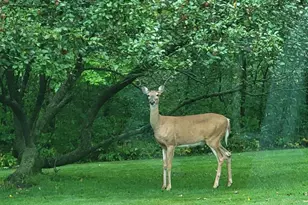 W15501 US Hwy 10, Fairchild, WI 54741 - Photo 69