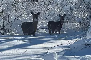 1817 Arboretum Dr, Janesville, WI 53548 - Photo 49