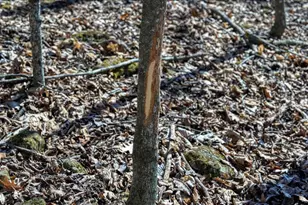 E17497 Gross Valley Ln, Hillsboro, WI 54634 - Photo 35