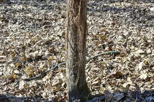 E17497 Gross Valley Ln, Hillsboro, WI 54634 - Photo 5