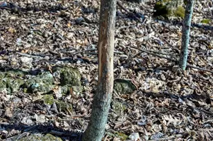 E17497 Gross Valley Ln, Hillsboro, WI 54634 - Photo 33