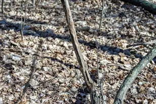 E17497 Gross Valley Ln, Hillsboro, WI 54634 - Photo 41