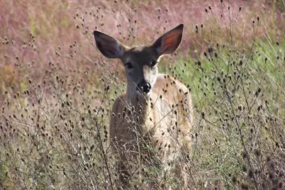 281 Winchester Road, Nekoosa, WI 54457 - Photo 27