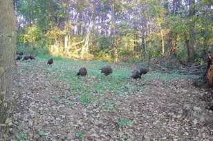 14177 Irish Ridge Rd, Mount Hope,  53816 - Photo 47