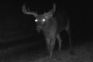 14177 Irish Ridge Rd, Mount Hope,  53816 - Photo 51