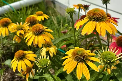 4029 Serenbe Street, Middleton, WI 53562 - Photo 61