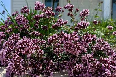 4029 Serenbe Street, Middleton, WI 53562 - Photo 63