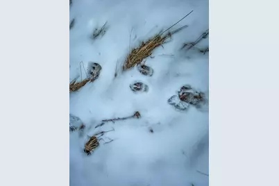 949 Fur Avenue, Springville, WI 53965 - Photo 17