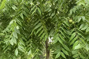 W11380 Ninabuck Rd, Columbus, WI 53925 - Photo 9