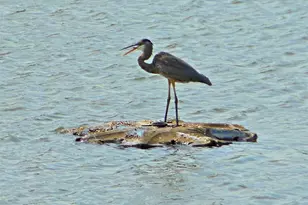 13 Wood Brook Way, Fitchburg, WI 53711 - Photo 41