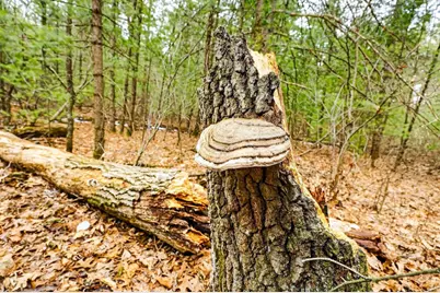 5 Ac Kl Townline Road, Mauston, WI 53948 - Photo 7