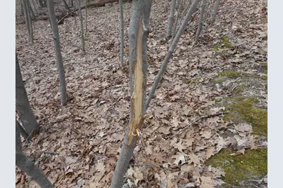 24503 Livingston Road, Wilton, WI 54670 - Photo 5