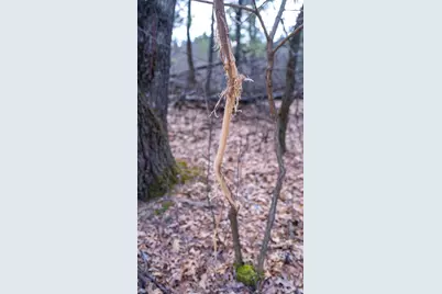 Lot 4 +/- 111Ac Dover Drive, Adams, WI 53910 - Photo 21