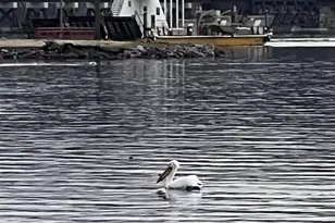 E13609 Idlewild Rd, Merrimac, WI 53561 - Photo 79