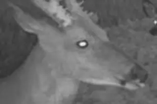 W7181 Duck Creek Ave, Westfield, WI 53964 - Photo 89