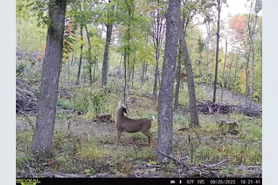 77.85 Ac Pine Avenue, Hillsboro, WI 54634 - Photo 65
