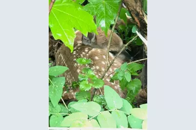 202 2nd Avenue, Frederic, WI 54837 - Photo 53