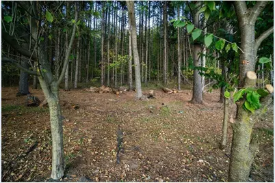 328 Nordveien Drive, Boyceville, WI 54725 - Photo 45