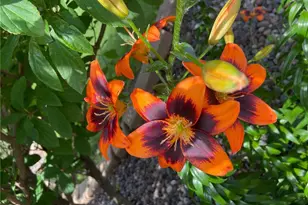 2061 10th Ave, Star Prairie, WI 54026 - Photo 43