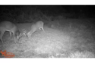 S9025 Lowes Creek Rd, Eleva, WI 54738 - Photo 51