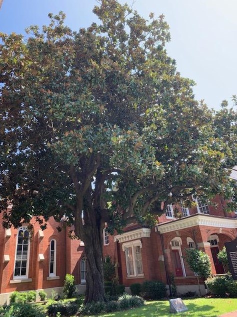 629 Greene St, Augusta GA  30901-1428 exterior