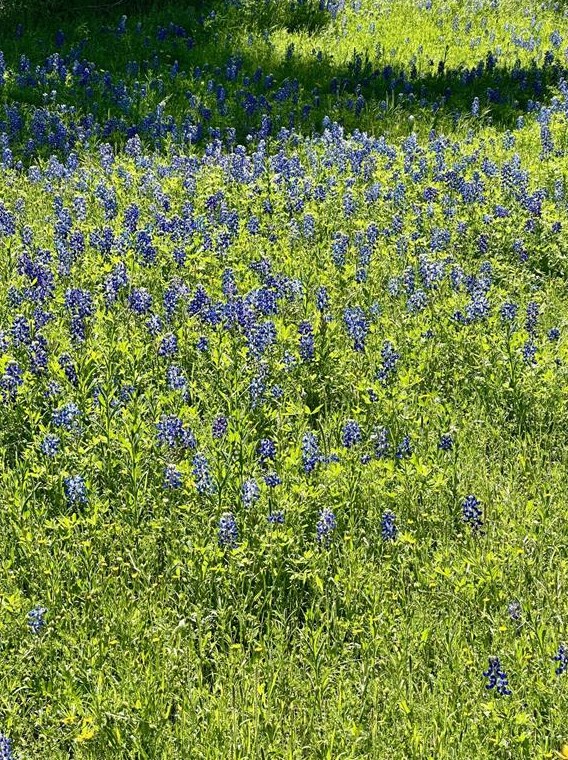 2195 Old Stagecoach Rd, Uhland TX  78640-5671 exterior