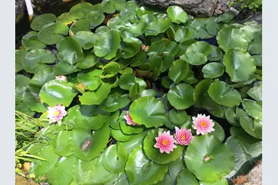 6 Brittany Way, South Brunswick Township, NJ 08824 - Photo 61