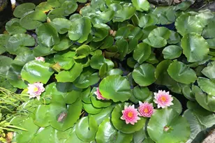 6 Brittany Way, South Brunswick Township, NJ 08824 - Photo 61