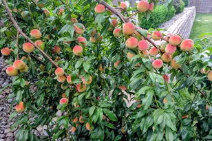 3 Birchwood Rd, Jamesburg, NJ 08831 - Photo 47