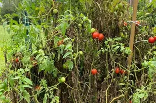 220 Old Eagle Tunl Rd, Glencoe, KY 41046 - Photo 29