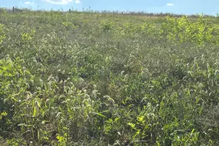 0 1316 Hwy, Sparta, KY 41086 - Photo 3