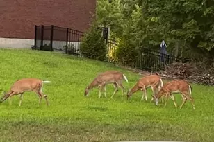 1443 Shirepeak Way, Independence, KY 41051 - Photo 13