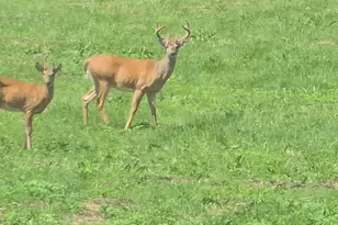 628 Ravens Creek Ln, Cynthiana, KY 41031 - Photo 37