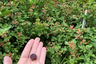 628 Ravens Creek Ln, Cynthiana, KY 41031 - Photo 39