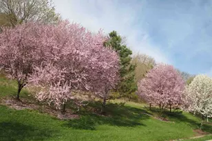 2271 Edenderry Dr, Crescent Springs, KY 41017 - Photo 45