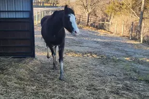 12083 Pleasant Ridge Rd, Alexandria, KY 41001 - Photo 15